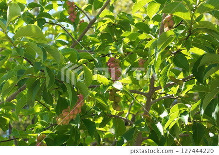 Magnolia fruit, June 2025 Magnolia fruit, June 2025 127444220