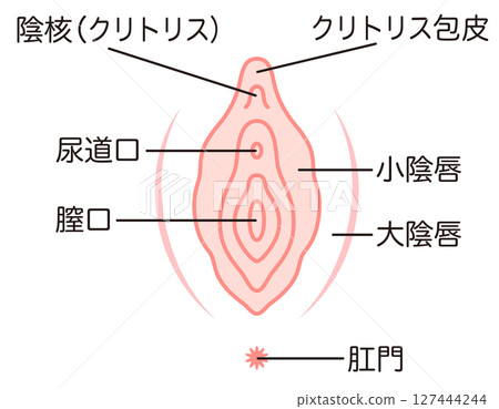 Illustration of female reproductive organs: vagina Illustration of female reproductive organs: vagina 127444244
