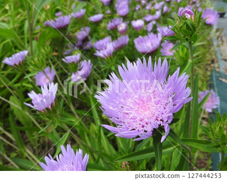 Stokesia, a perennial plant that blooms from early summer to summer 127444253