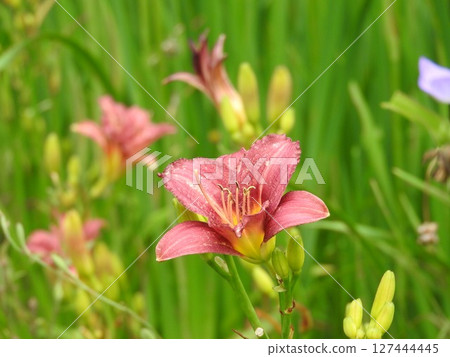 Hemelocalis花 127444445