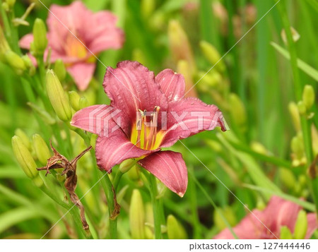 Hemelocalis花 127444446