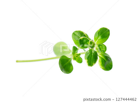 Fresh thyme sprig isolated on white background. Lemon thyme or Thymus citriodorus. Medicinal and culinary herb. Clipping path. Fresh thyme sprig isolated on white background. Lemon thyme or Thymus citriodorus. Medicinal and culinary herb. Clipping path. 127444462
