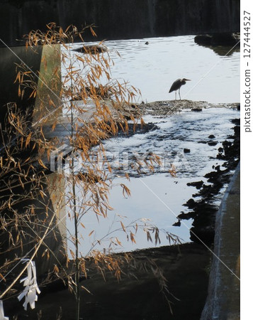 2014, Kagawa, Kannonji Temple, Hachiman, scenery, shrine, Kotobiki Hachiman Shrine, Part 19 127444527