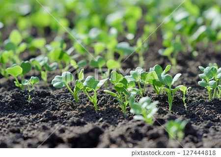 Young radish sprouts growing in fertile soil on sunny day 127444818