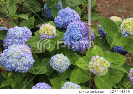 Blue and purple hydrangea flowers blooming in a garden in early summer Blue and purple hydrangea flowers blooming in a garden in early summer 127444869