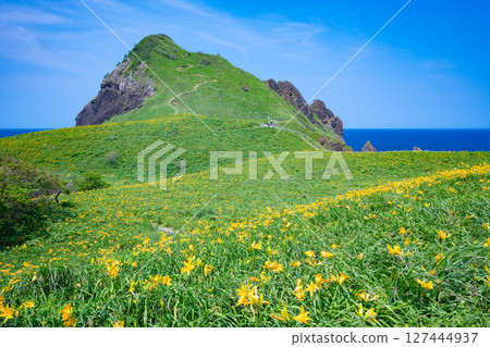 飛島黃花菜盛開的佐渡島小野 127444937