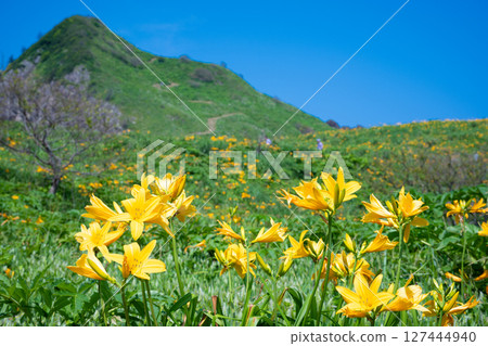 Onogame, Sado Island, where Tobishima day lilies bloom 127444940