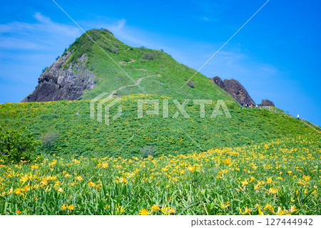 飛島黃花菜盛開的佐渡島小野 127444942