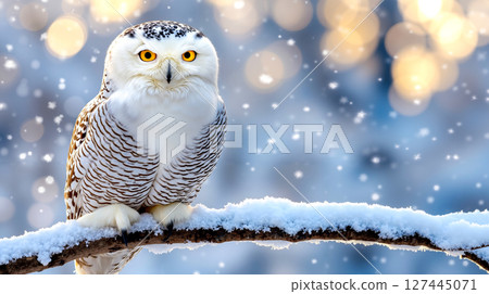 A snowy owl sitting on a branch in the snow 127445071