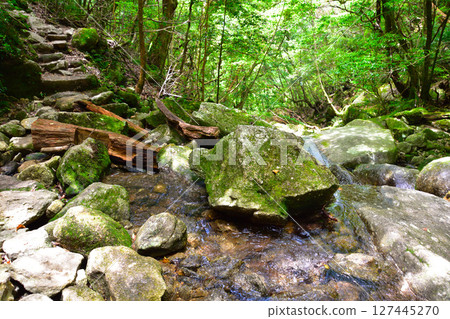 Yakushima Shiratani Unsuikyo 127445270