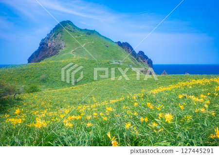 飛島黃花菜盛開的佐渡島小野 127445291