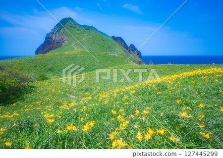 飛島黃花菜盛開的佐渡島小野 飛島黃花菜盛開的佐渡島小野 127445299