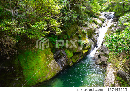 Yakushima Shiratani Unsuikyo 127445325