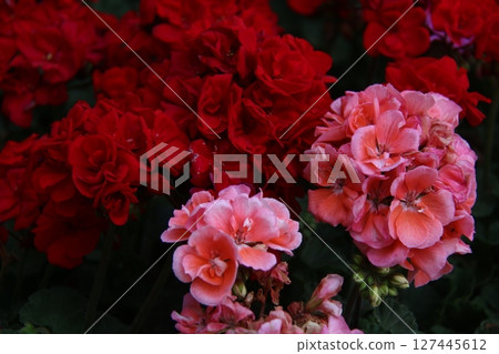 red roses in the garden 127445612