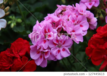 the background image of the colorful flowers 127445613