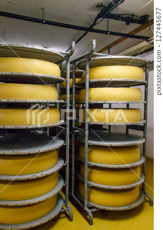 Cheese dairy plant warehouse with shelves stacked with cheese Cheese dairy plant warehouse with shelves stacked with cheese 127445677