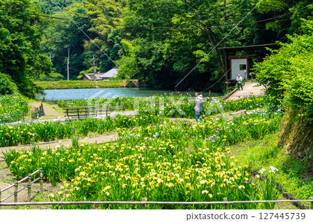 即將關閉的平池谷菖蒲園和夜宿谷水庫 6 廣島縣福山市 即將關閉的平池谷菖蒲園和夜宿谷水庫 6 廣島縣福山市 127445739