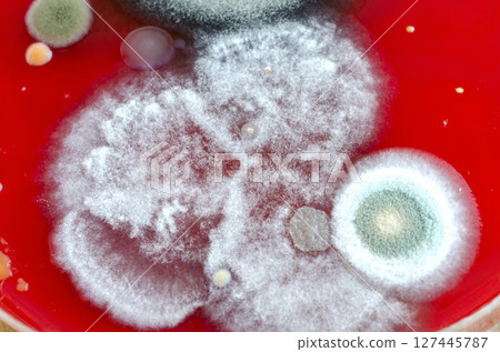 Mold fungi colonies grown from indoor air on blood sheep agar 127445787