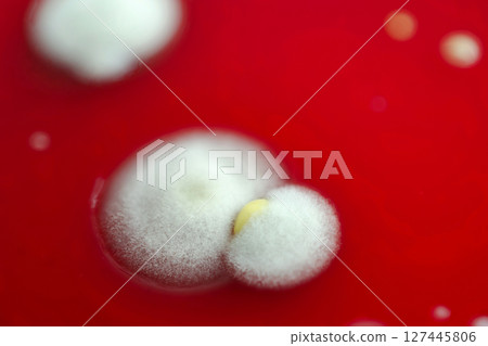 Mold fungi colonies grown from indoor air on blood sheep agar Mold fungi colonies grown from indoor air on blood sheep agar 127445806