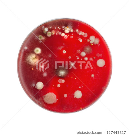 Bacterial and mold fungi colonies grown from indoor air on blood sheep agar 127445817