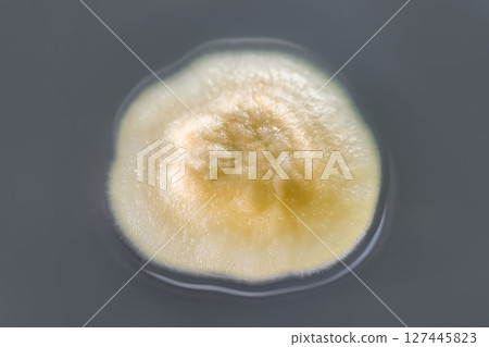 Colony of mold fungus cultivated from indoor air Colony of mold fungus cultivated from indoor air 127445823
