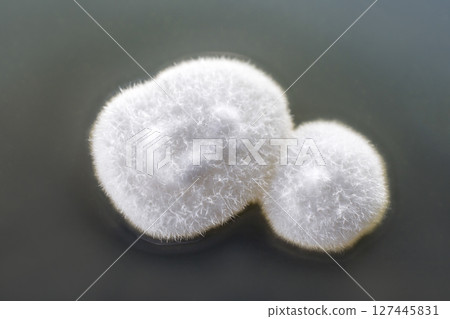 Colony of mold fungus cultivated from indoor air 127445831