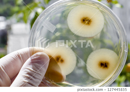 Colonies of mold fungi Colonies of mold fungi 127445835