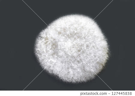 Colony of mold fungus cultivated from indoor air 127445838