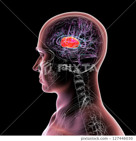 Internal capsule highlighted in brain, 3D illustration 127446030