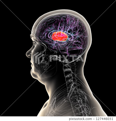 Internal capsule highlighted in brain, 3D illustration 127446031