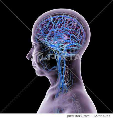 Brain veins, 3D illustration 127446033