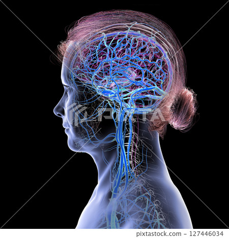 Brain veins, 3D illustration Brain veins, 3D illustration 127446034