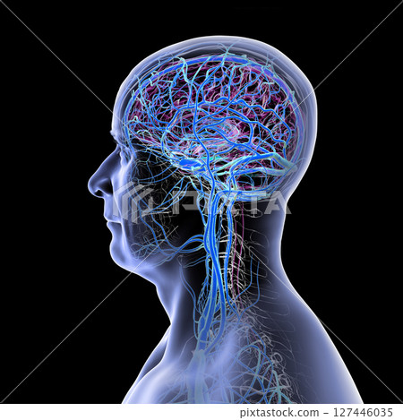 Brain veins, 3D illustration 127446035