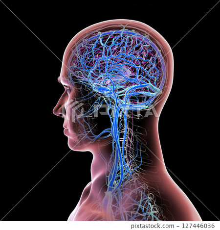 Brain veins, 3D illustration Brain veins, 3D illustration 127446036