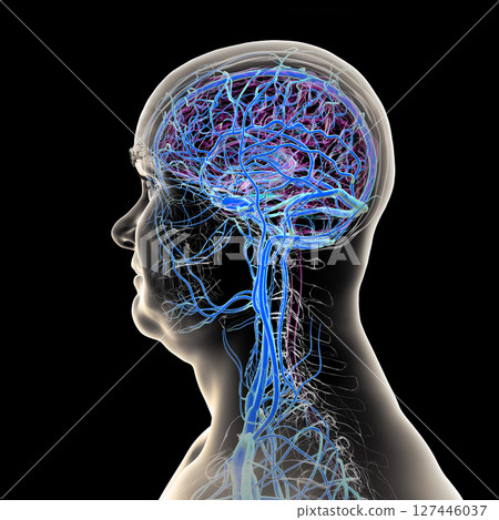 Brain veins, 3D illustration Brain veins, 3D illustration 127446037