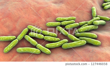 Bifidobacterium bacteria, 3D illustration Bifidobacterium bacteria, 3D illustration 127446038