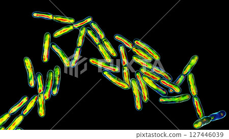 Bifidobacterium bacteria, 3D illustration 127446039