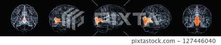 Human brain with highlighted cuneus gyrus, essential for visual processing, spatial orientation, and visual attention functions, 3D illustration 127446040