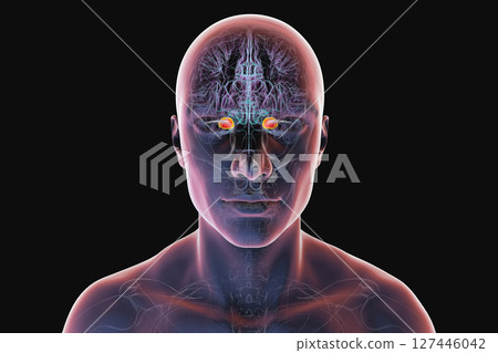 Human brain with highlighted amygdala, 3D illustration Human brain with highlighted amygdala, 3D illustration 127446042