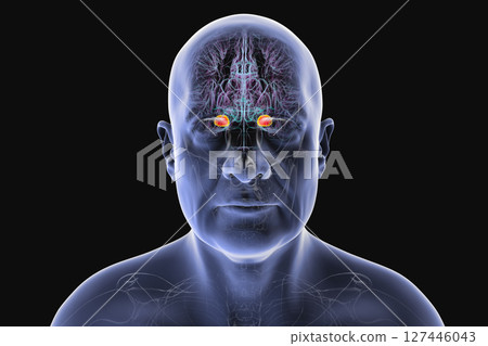 Human brain with highlighted amygdala, 3D illustration Human brain with highlighted amygdala, 3D illustration 127446043