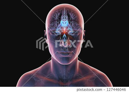 Cerebral aqueduct and ventricles, 3D illustration 127446046