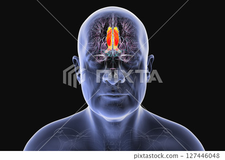 Human brain highlighting the cingulate gyrus, 3D illustration 127446048