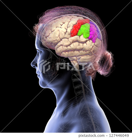 Brain parietal gyri: postcentral (red), superior parietal lobule (dark blue), inferior parietal lobule with supramarginal gyrus (green), angular (purple), and precuneus (light blue), 3D illustration 127446049