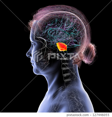 Human brain with the pons highlighted in orange, responsible for regulating breathing, sleep, and communication between brain regions, 3D illustration. Human brain with the pons highlighted in orange, responsible for regulating breathing, sleep, and communication between brain regions, 3D illustration. 127446055