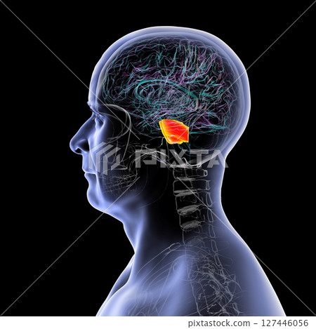 Human brain with the pons highlighted in orange, responsible for regulating breathing, sleep, and communication between brain regions, 3D illustration. Human brain with the pons highlighted in orange, responsible for regulating breathing, sleep, and communication between brain regions, 3D illustration. 127446056