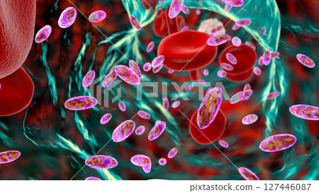 Christensenella hongkongensis bacteria, 3D illustration. A rare Gram-positive coccobacillus linked to bloodstream infections with high mortality Christensenella hongkongensis bacteria, 3D illustration. A rare Gram-positive coccobacillus linked to bloodstream infections with high mortality 127446087