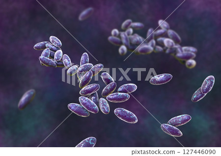 Christensenella hongkongensis bacteria, 3D illustration. A rare Gram-positive coccobacillus linked to bloodstream infections with high mortality 127446090