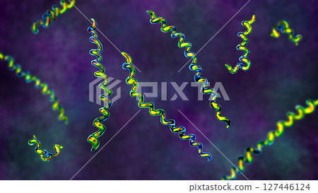 Treponema pallidum, 3D illustration of spiral-shaped bacterium causing syphilis 127446124