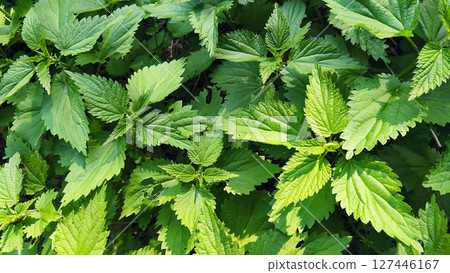 Nettle (Urtica). Beautiful green and healthy herb. Concept for nature, alternative medicine and herbal treatment. 127446167