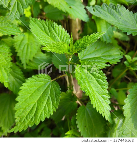 Nettle (Urtica). Beautiful green and healthy herb. Concept for nature, alternative medicine and herbal treatment. Nettle (Urtica). Beautiful green and healthy herb. Concept for nature, alternative medicine and herbal treatment. 127446168